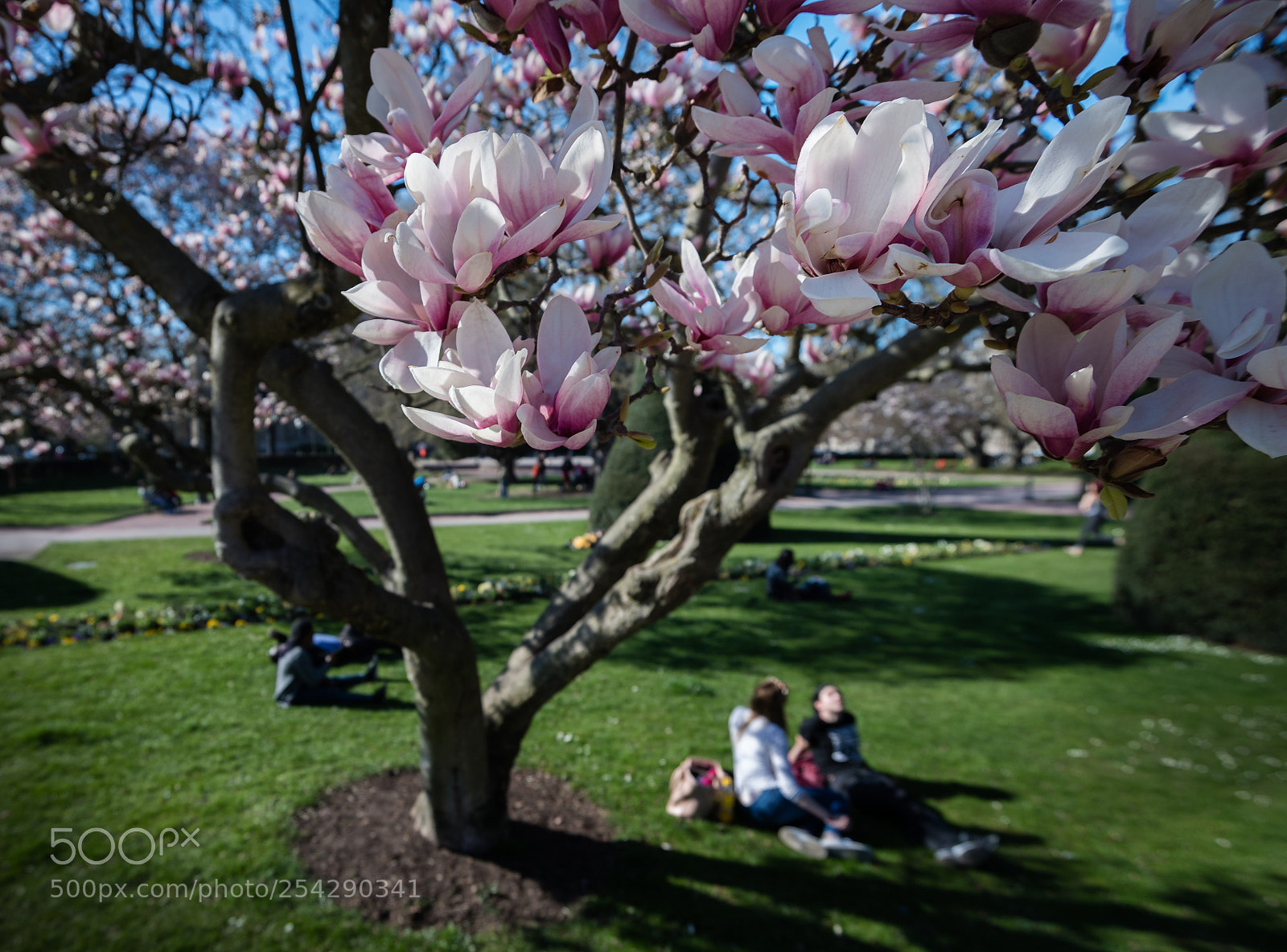 Nikon D5 sample photo. Springtime ! photography