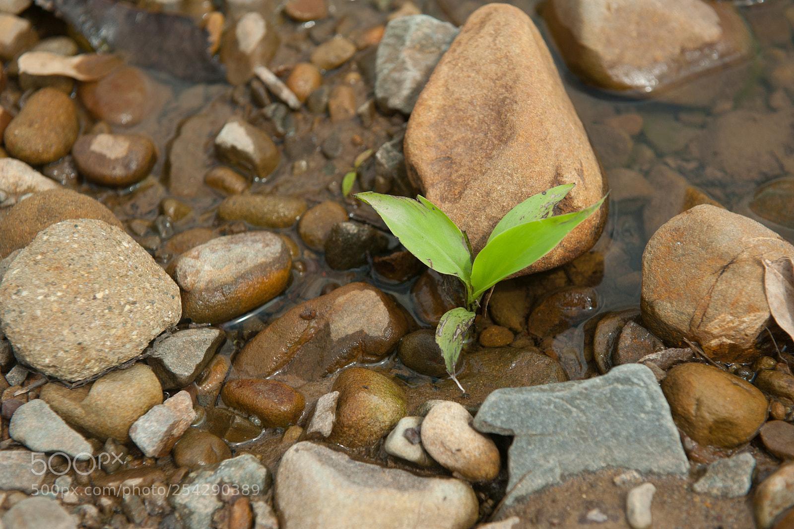 Nikon D700 sample photo. Little plant surrounded by photography