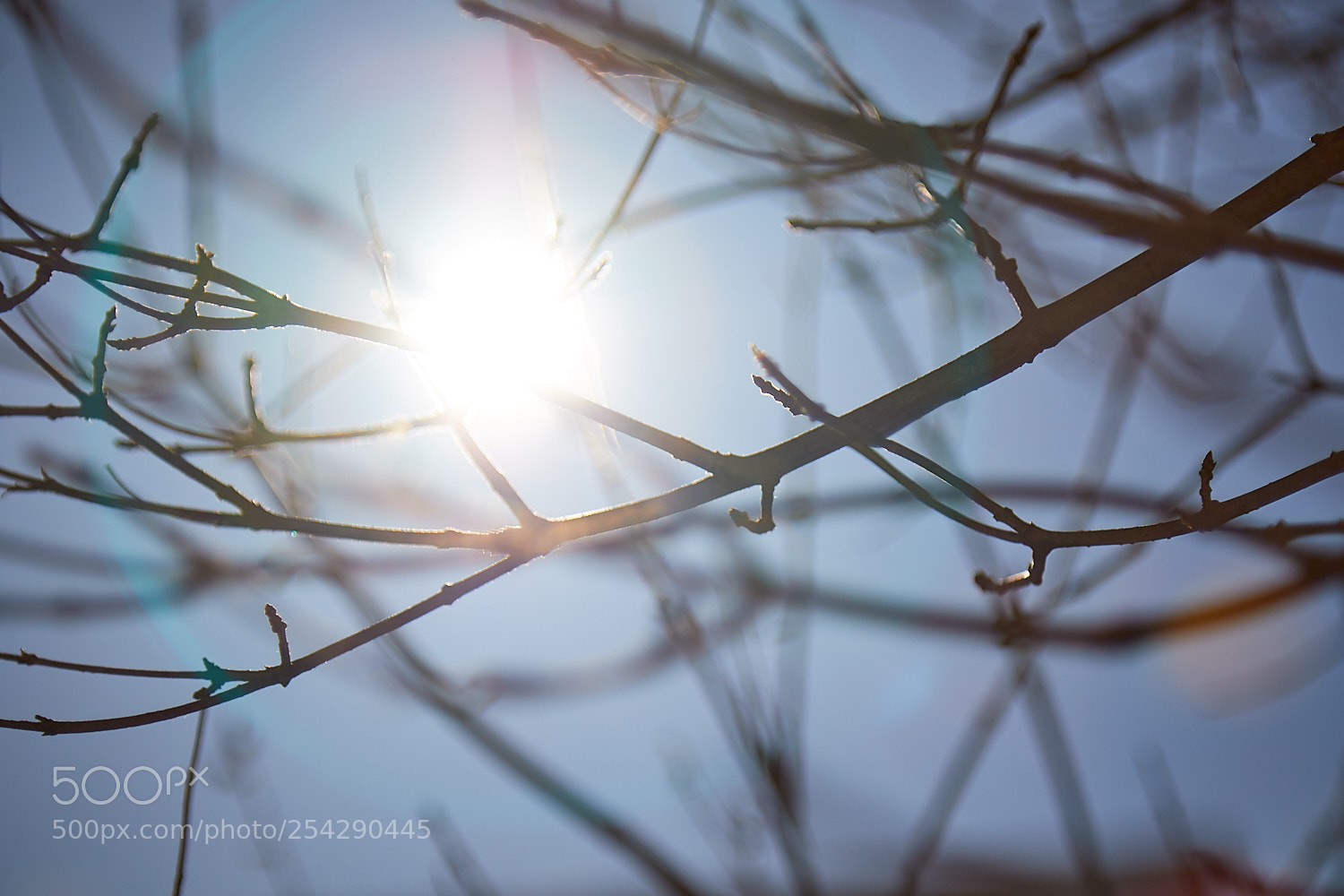 Canon EOS 7D Mark II sample photo. Sun shining through branches photography