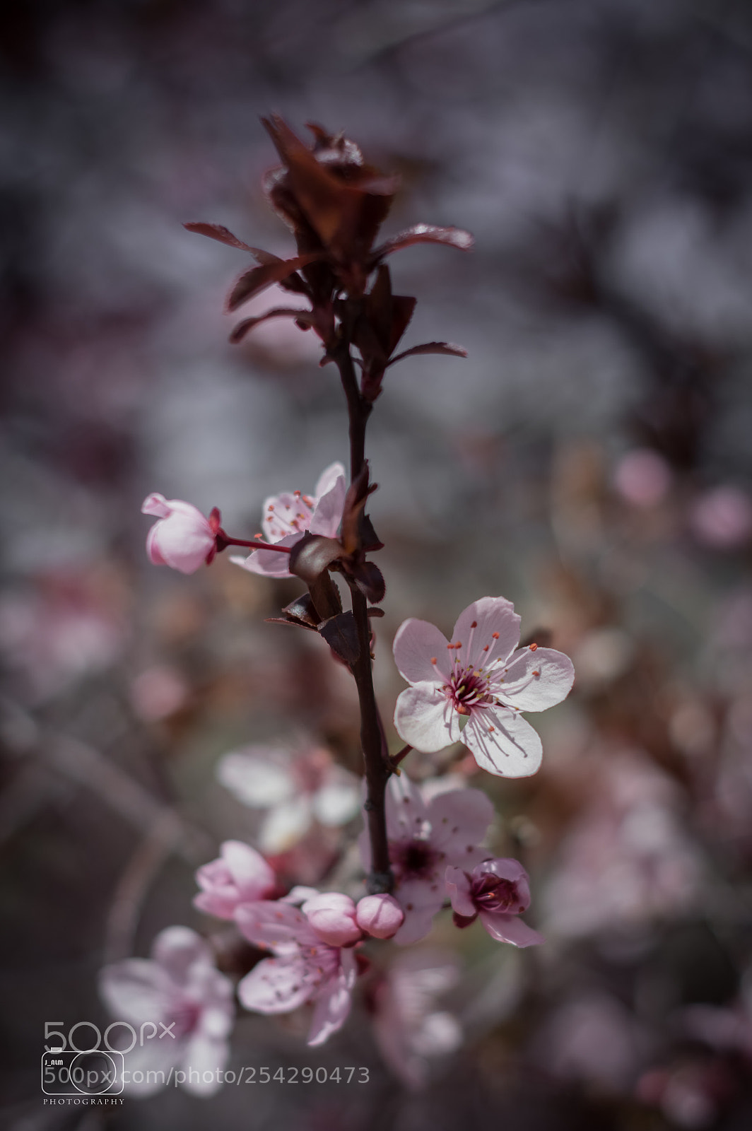Nikon D3200 sample photo. Almendro en flor photography