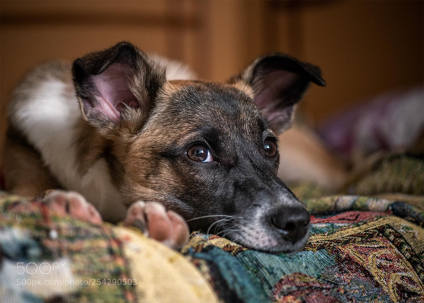 Nikon D810 sample photo. Y photography