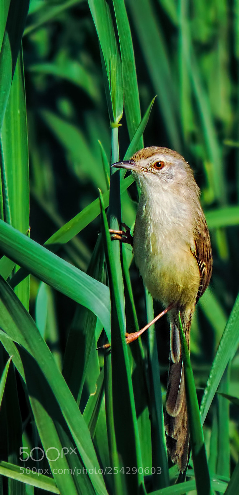 Nikon Coolpix P520 sample photo. Plain prinia photography