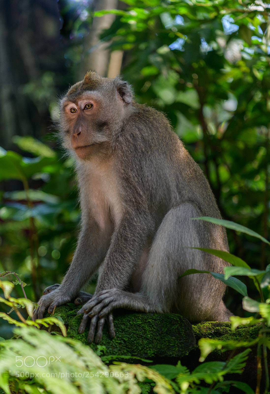 Nikon D850 sample photo. 03022018-_8502699.jpg photography