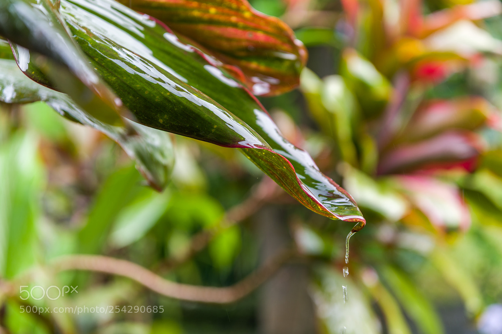 Nikon D850 sample photo. 05022018-_8502817.jpg photography