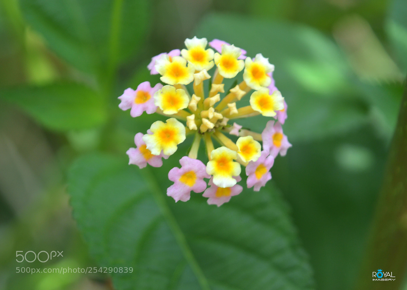 Nikon D3200 sample photo. F013 photography