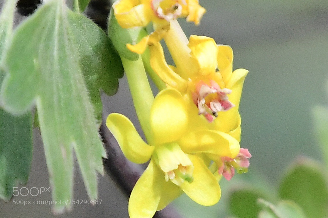 Nikon D500 sample photo. Untitled photography