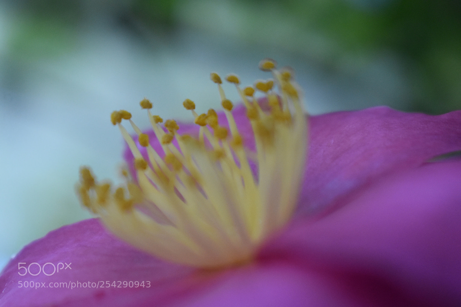 Nikon D3400 sample photo. Crowning glory photography