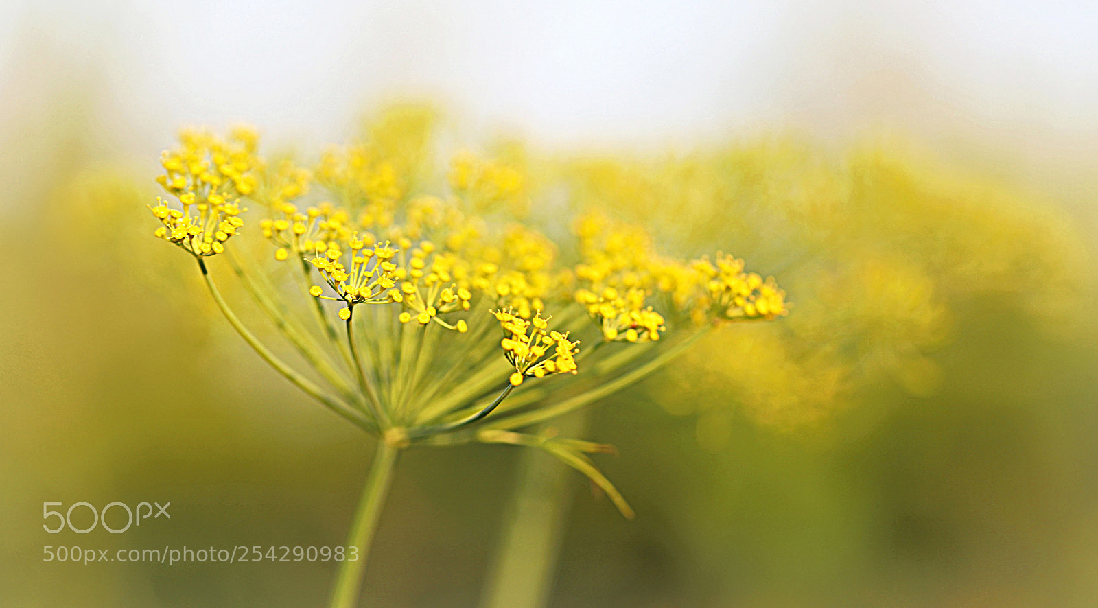 Canon EOS 6D Mark II sample photo. Dreamy yellow photography