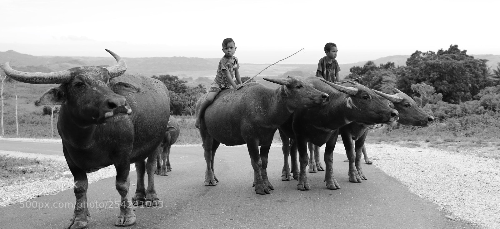 Leica SL (Typ 601) sample photo. Buffalos and kids photography