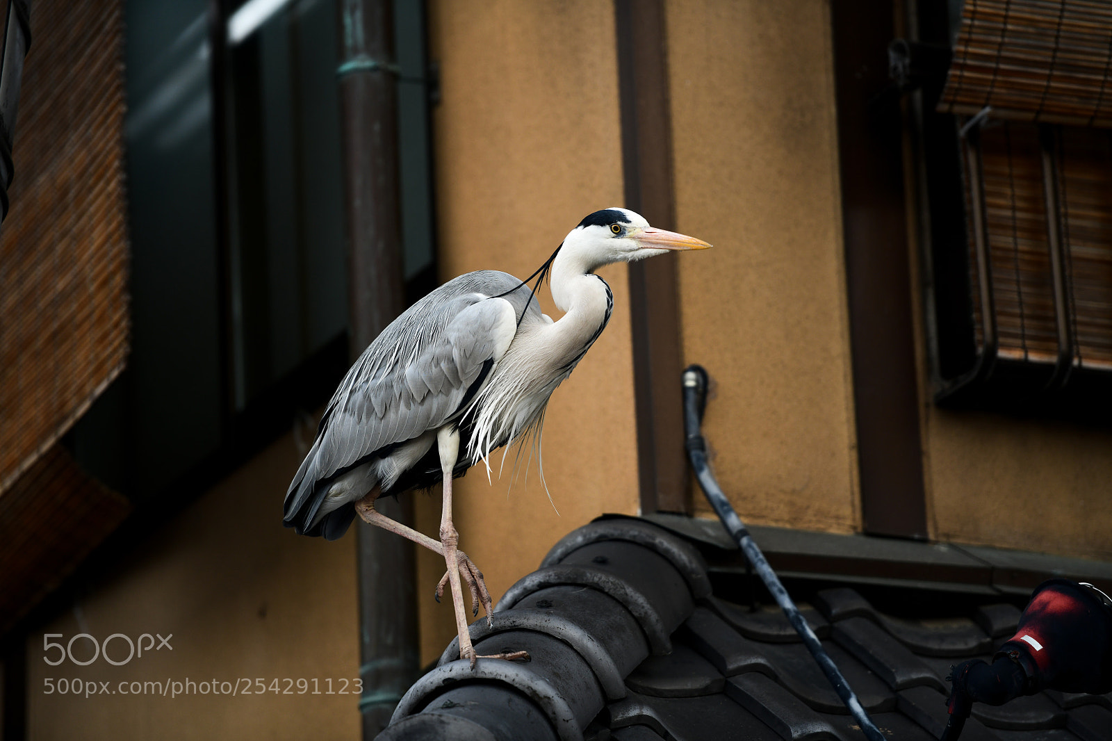 Nikon D850 sample photo. Grey heron in kyoto photography