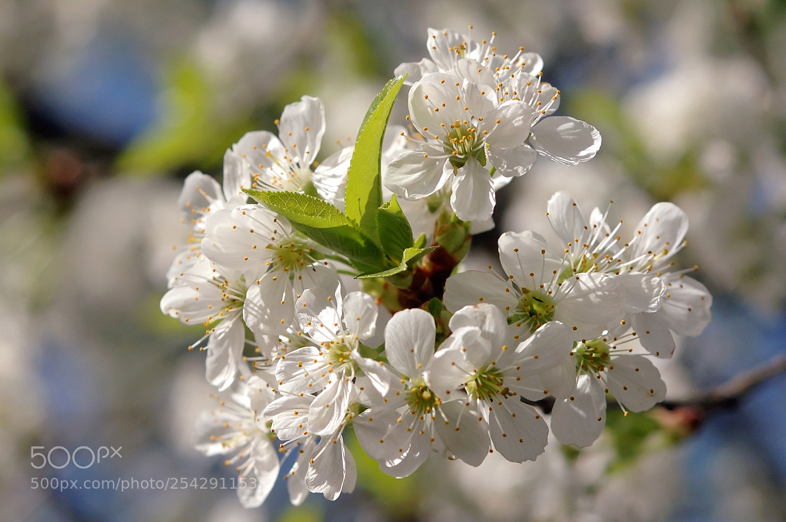 Nikon D70s sample photo. Cherry blossoms photography