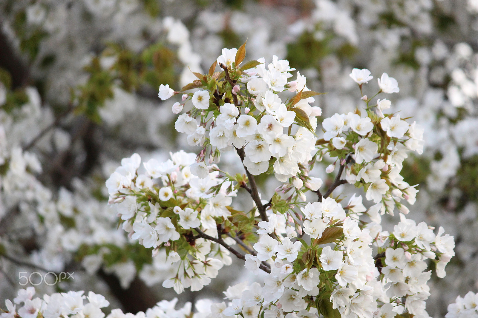 Canon EOS 100D (EOS Rebel SL1 / EOS Kiss X7) sample photo. Full bloom like snow photography