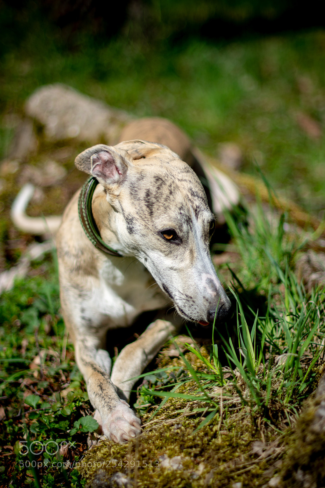 Nikon D7200 sample photo. Whippet ezio photography