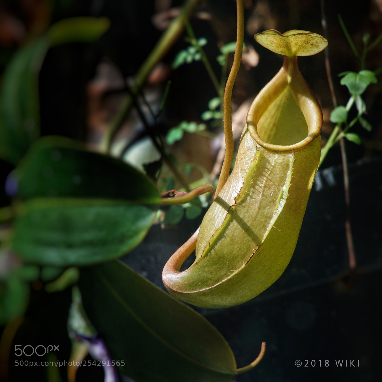 Sony a5100 sample photo. 猪笼草
nepenthes photography