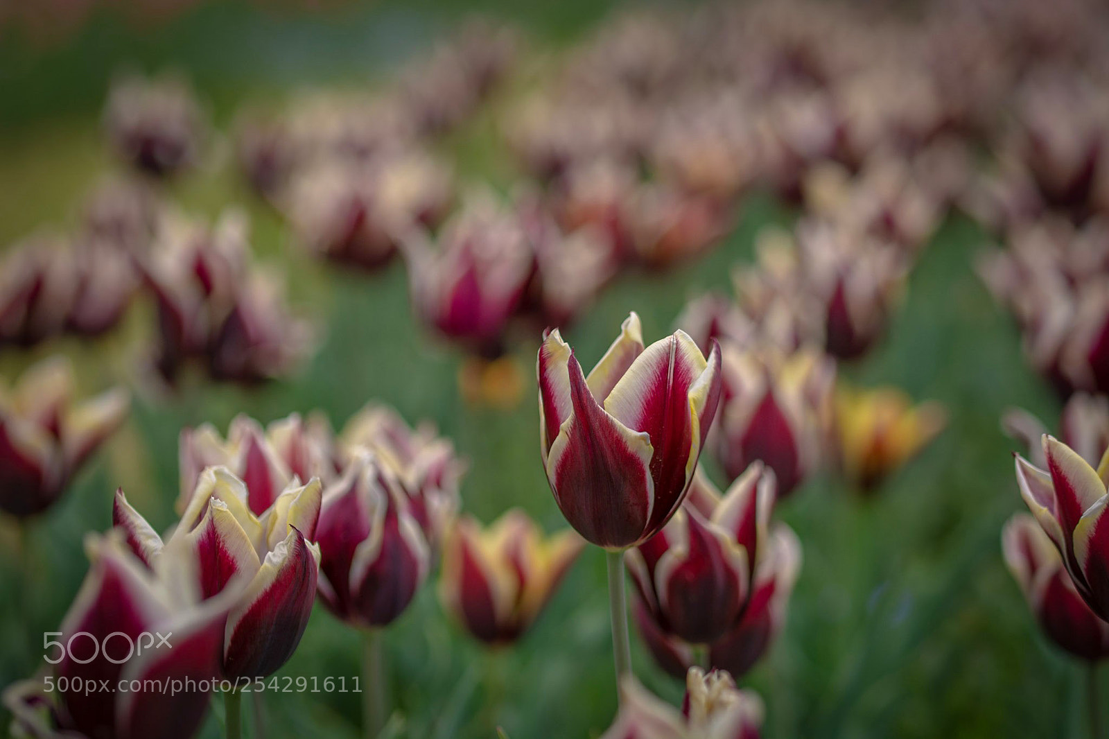 Nikon D7100 sample photo. Tulip s photography