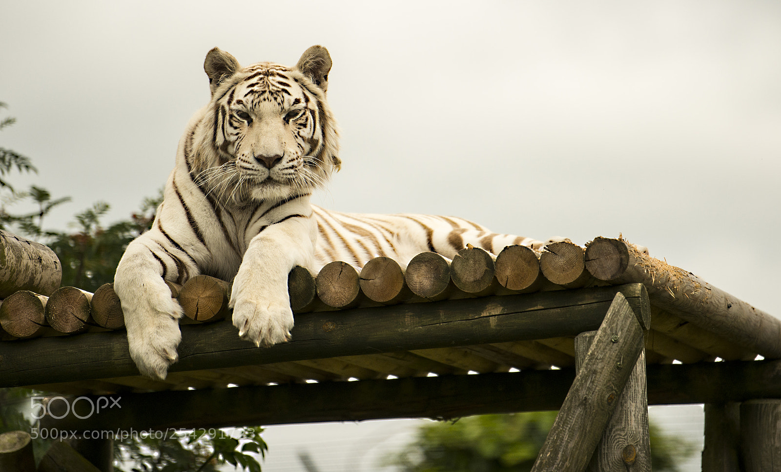 Nikon D800 sample photo. White tiger photography
