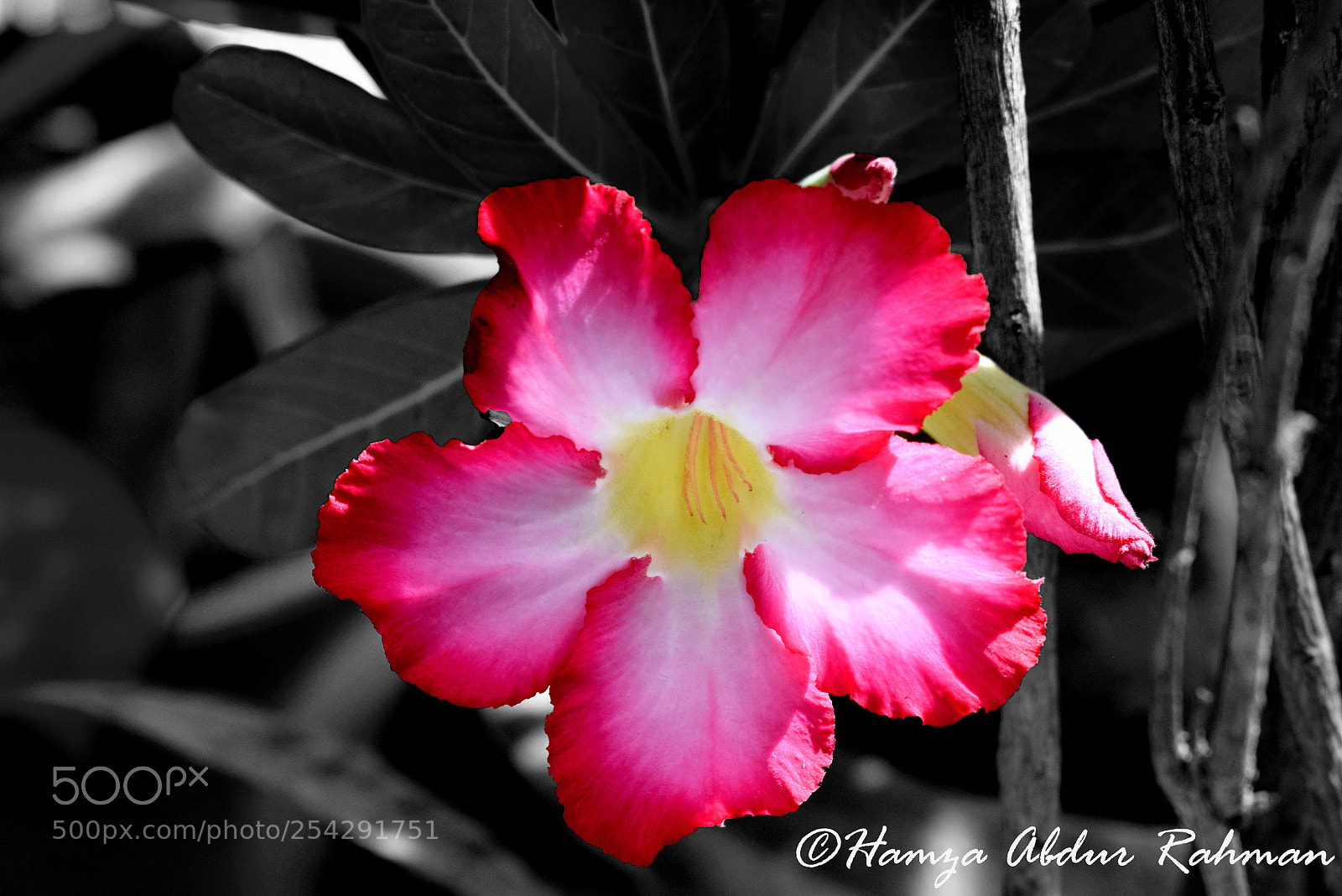 Nikon D3300 sample photo. Desert rose photography