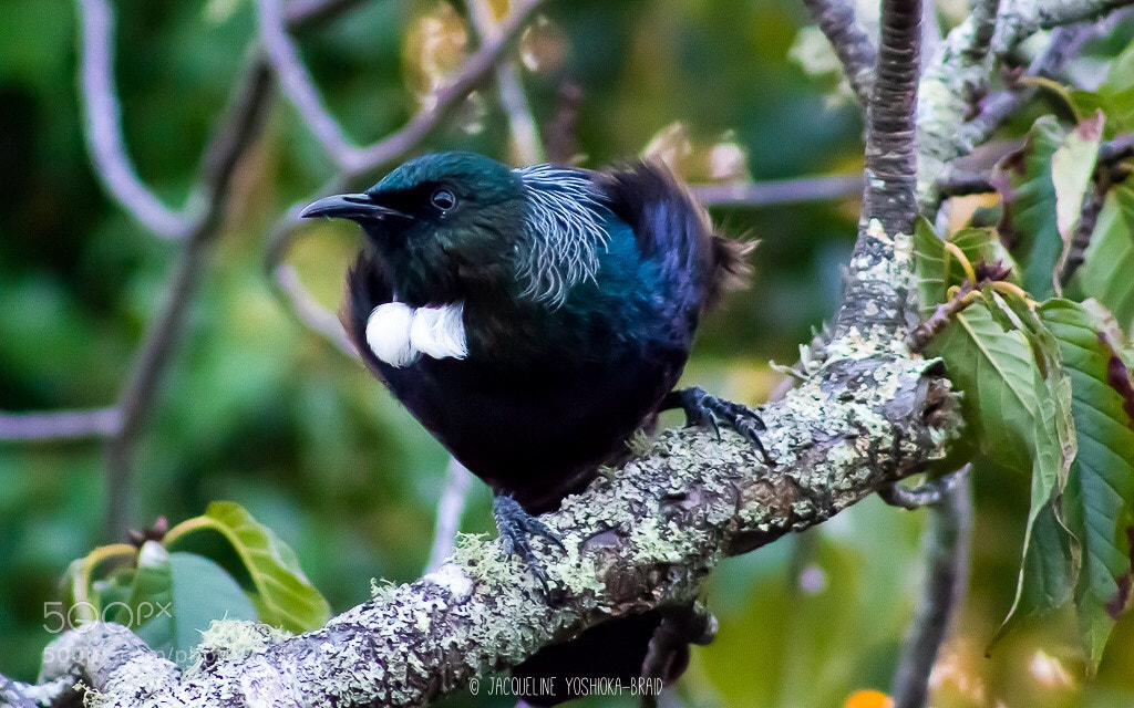Canon EOS 700D (EOS Rebel T5i / EOS Kiss X7i) sample photo. Tui photography