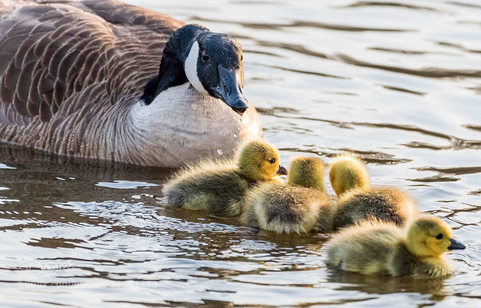Nikon D500 sample photo. Herding the young photography
