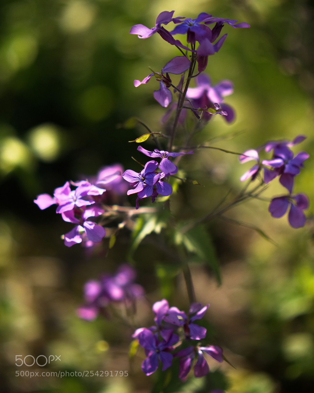 Panasonic Lumix DC-GH5 sample photo. *** photography