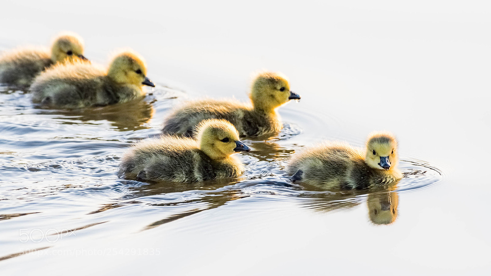 Nikon D500 sample photo. Baby geese group photography