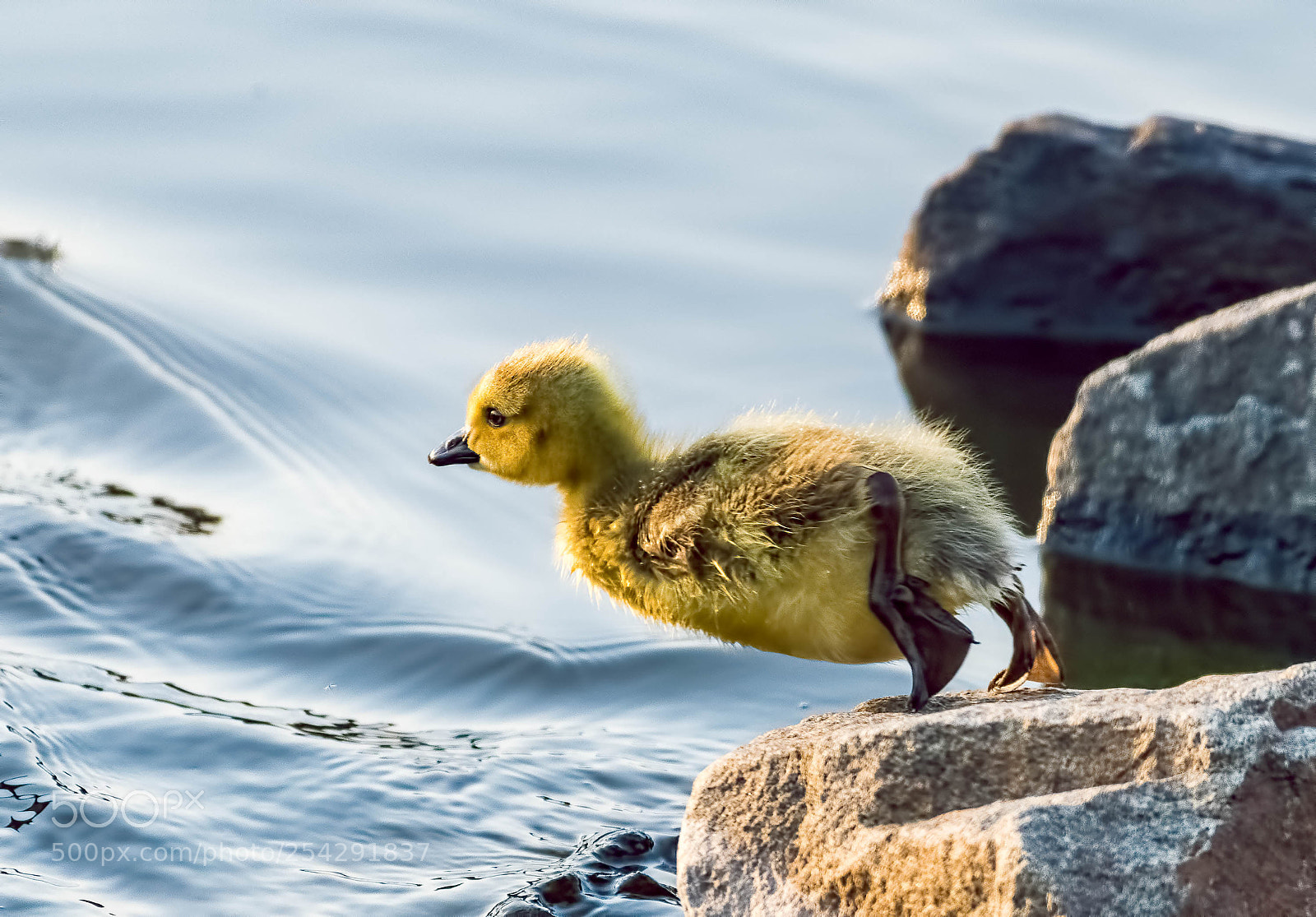 Nikon D500 sample photo. Lovely water bird photography