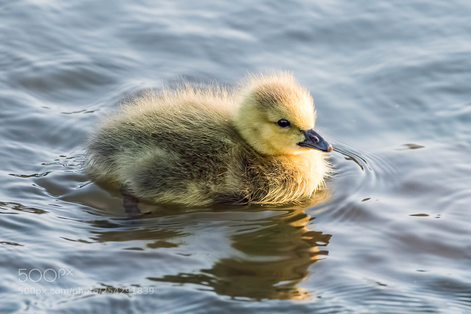 Nikon D500 sample photo. Golden little goose photography