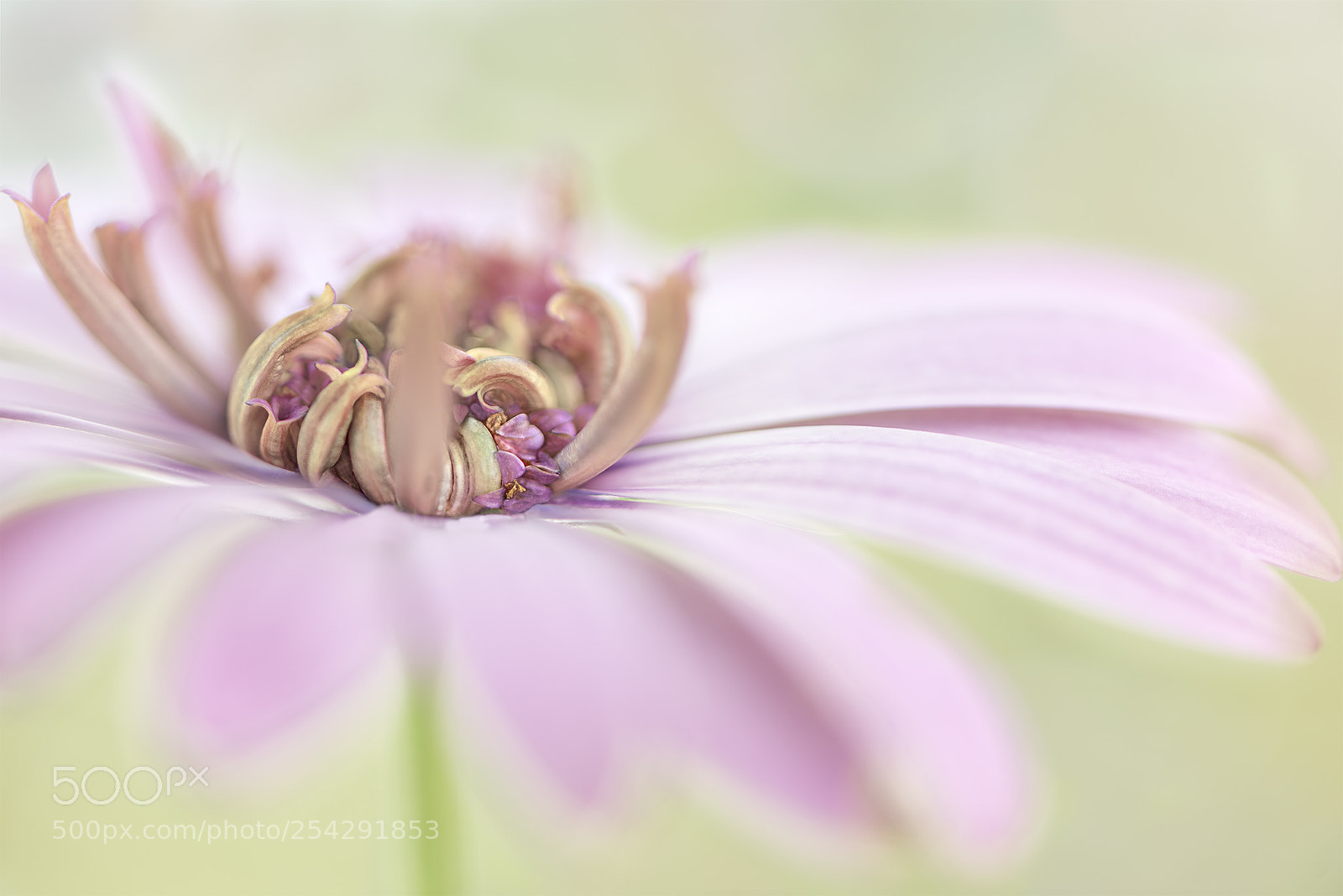 Nikon D810 sample photo. Unfurling photography