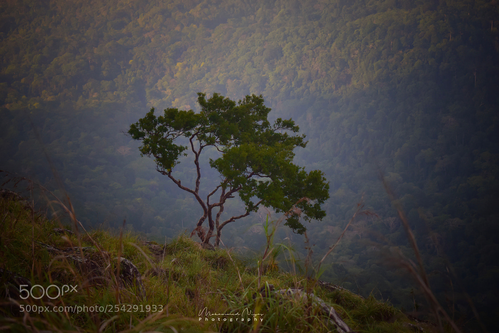 Nikon D5300 sample photo. Tree photography