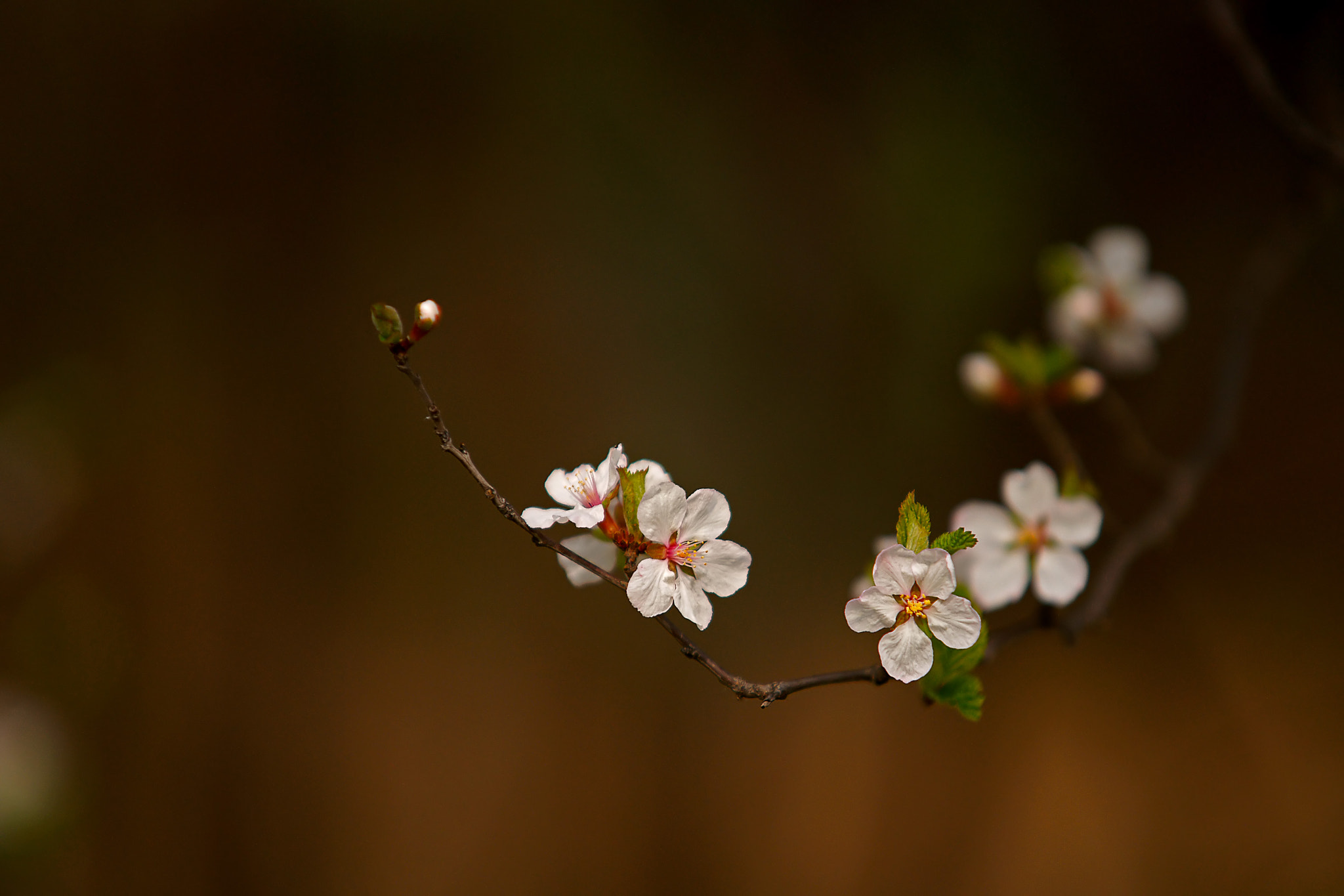 Sony Alpha DSLR-A900 sample photo. 桃花春色暖先开 photography