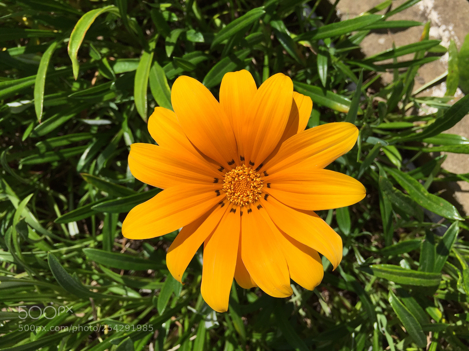 Apple iPhone 6 sample photo. Untitled photography