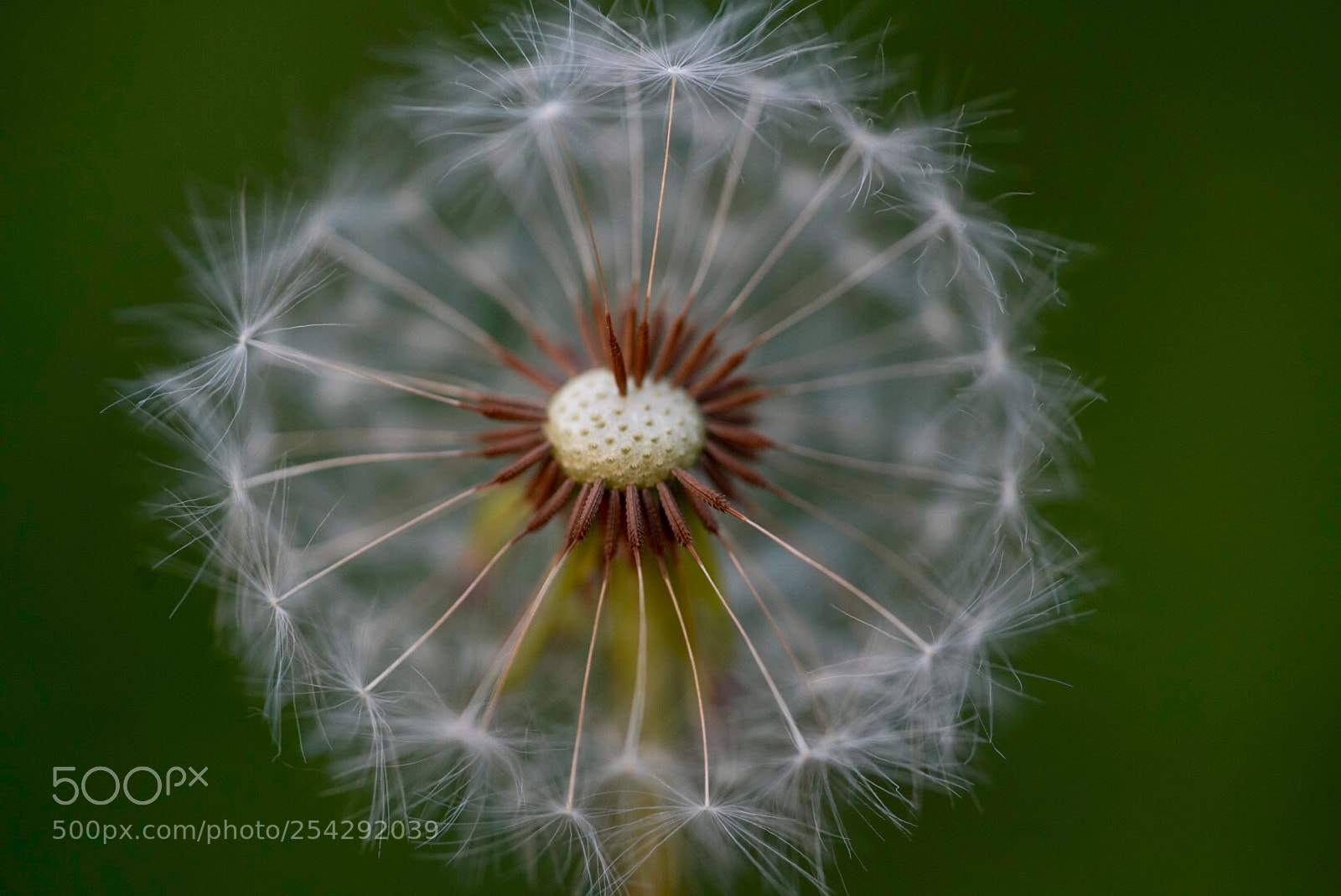 Sony a7R III sample photo. 蒲公英 photography