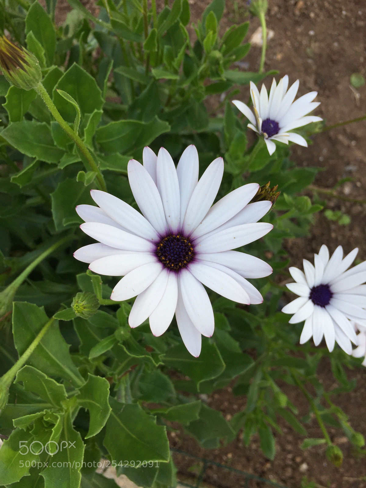 Apple iPhone 6 sample photo. Untitled photography