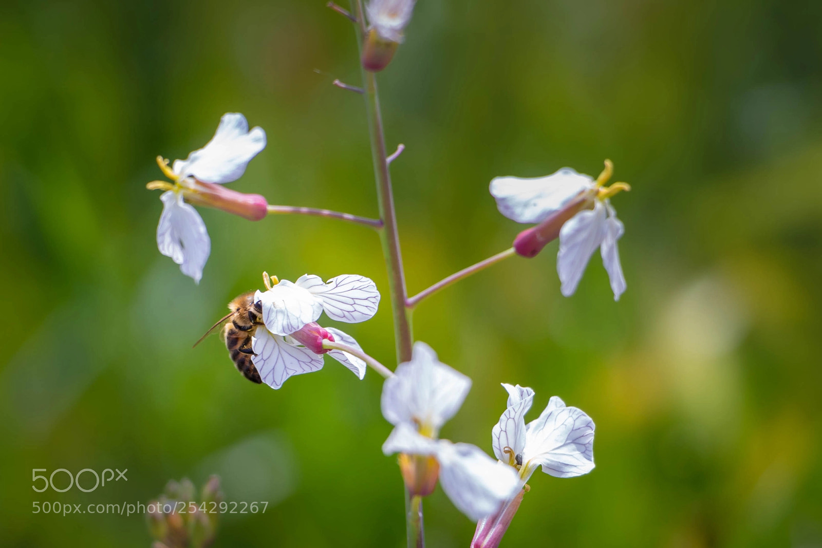 Canon EOS 1300D (EOS Rebel T6 / EOS Kiss X80) sample photo. Busy bee photography