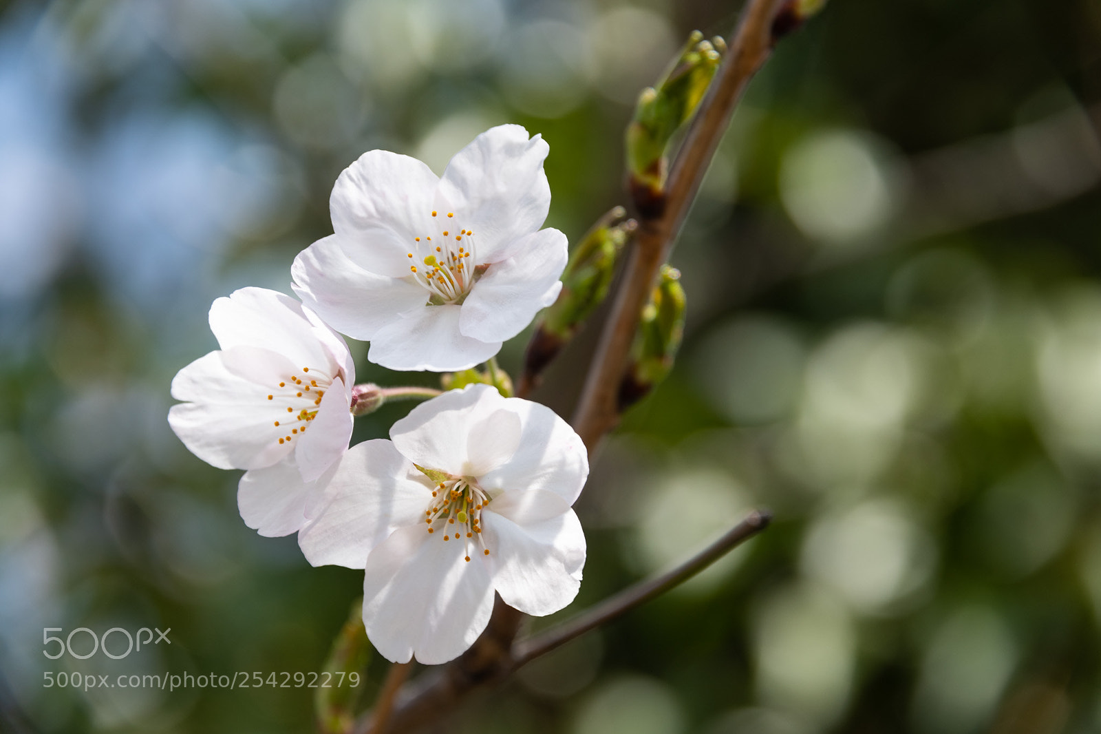 Nikon D850 sample photo. Sakura in tokyo photography