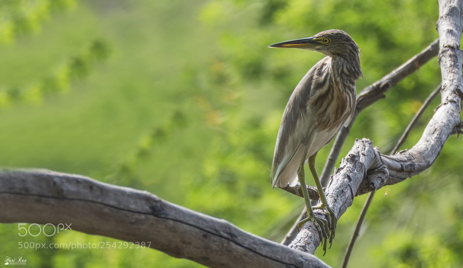 Nikon D810 sample photo. Indian pond heron photography