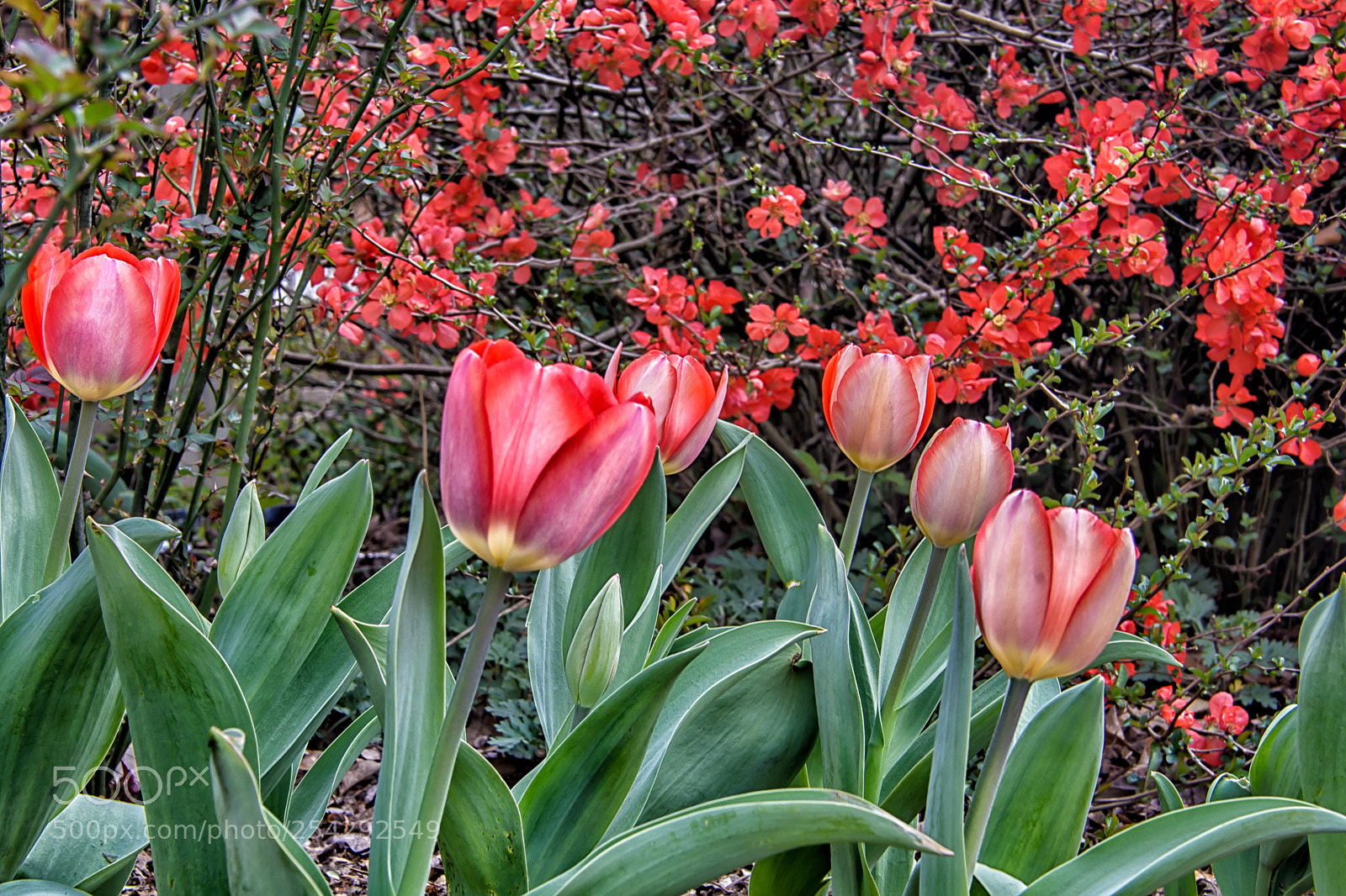 Nikon D7100 sample photo. Tulips and quince photography