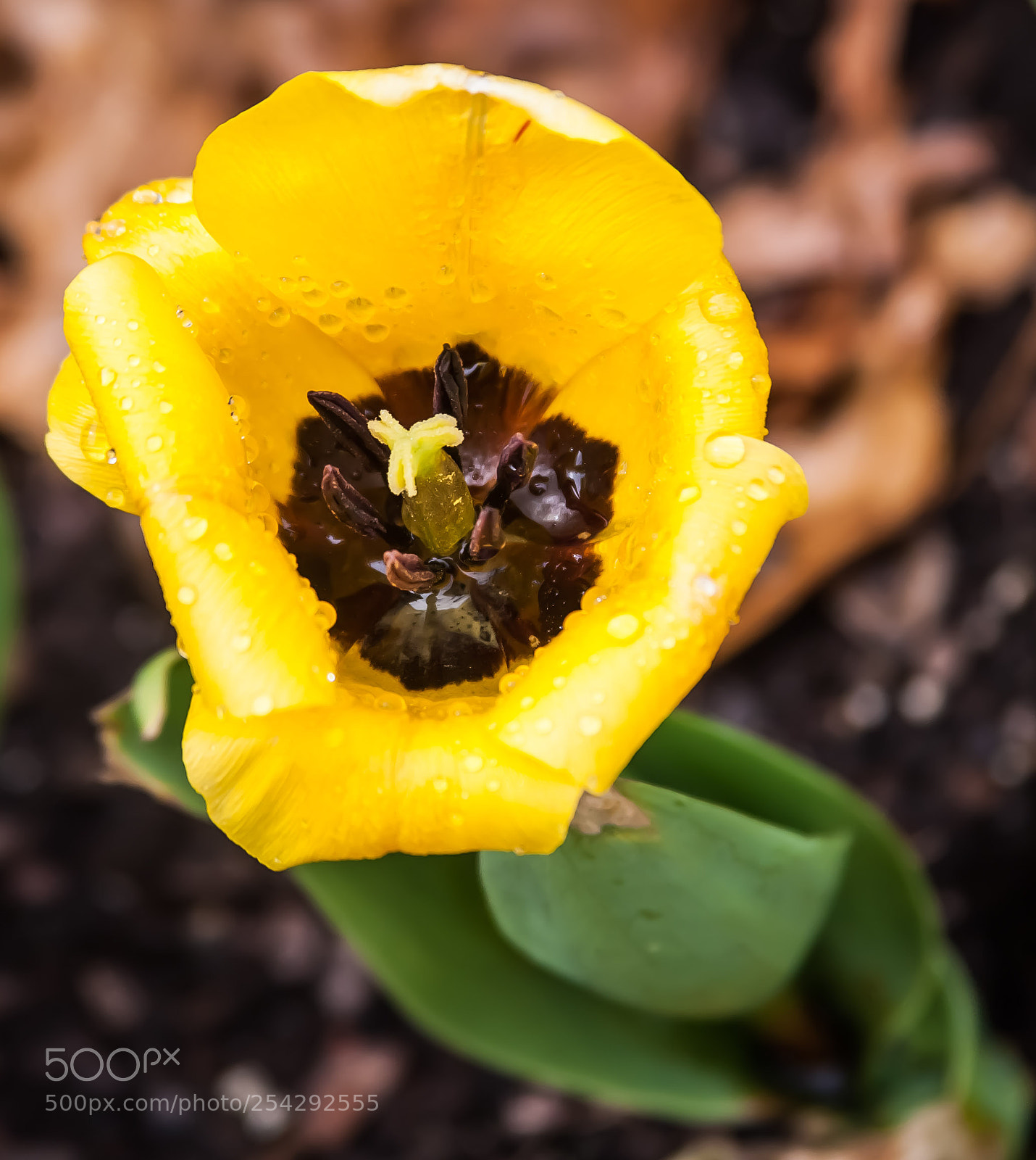 Canon EOS-1D Mark III sample photo. Untitled photography