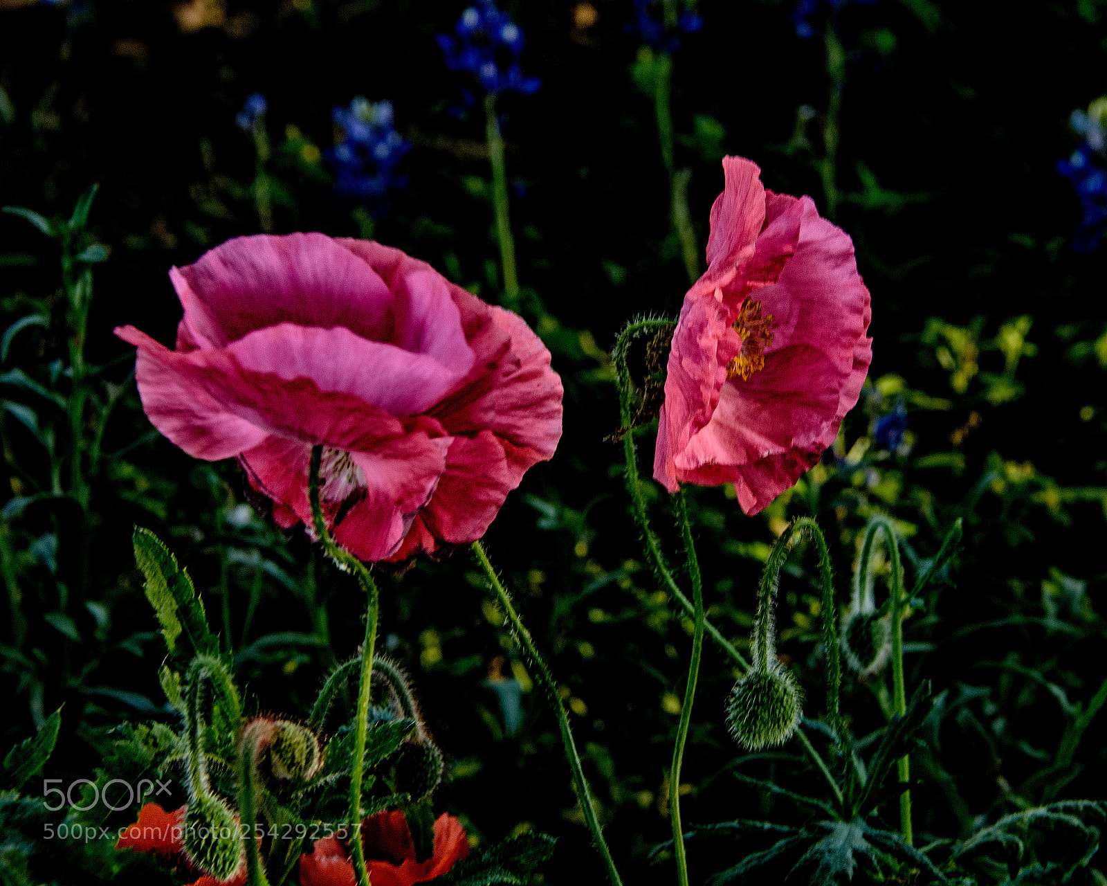 Nikon D7100 sample photo. 2 poppies photography