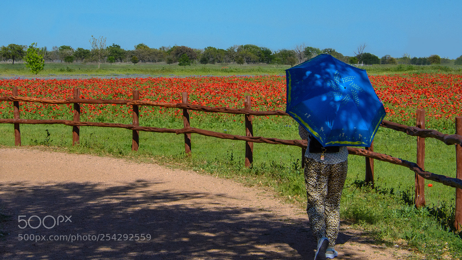 Nikon D7100 sample photo. Stroll by the poppy photography