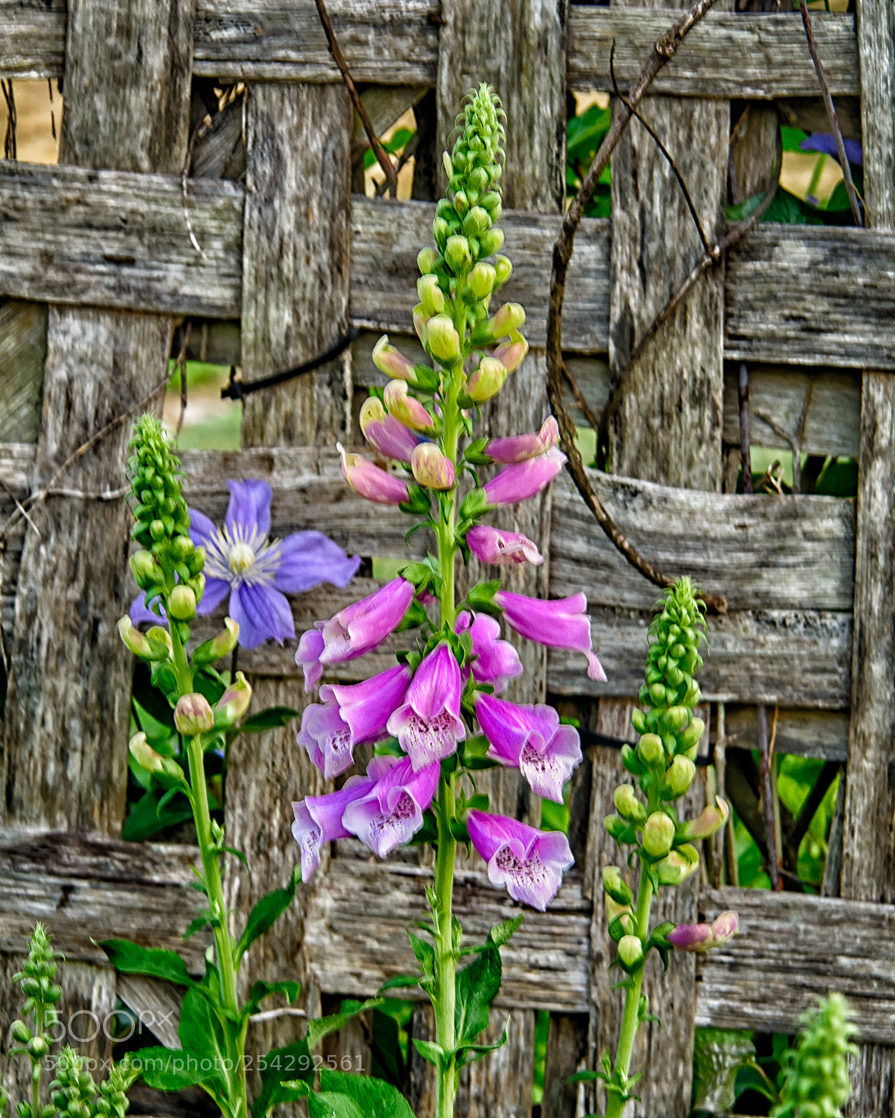 Nikon D7100 sample photo. Basket with fflowes photography
