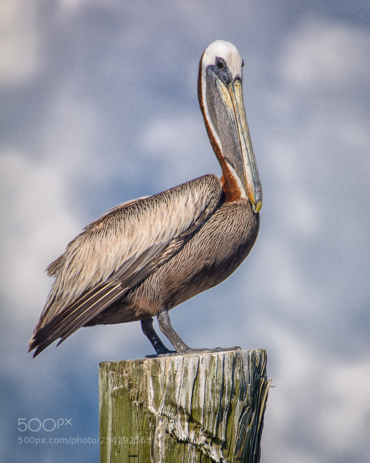 Nikon D7100 sample photo. Piling pelican photography
