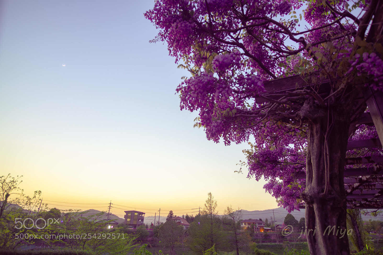 Canon EOS 5D Mark II sample photo. Wisteria flowers and crescent photography