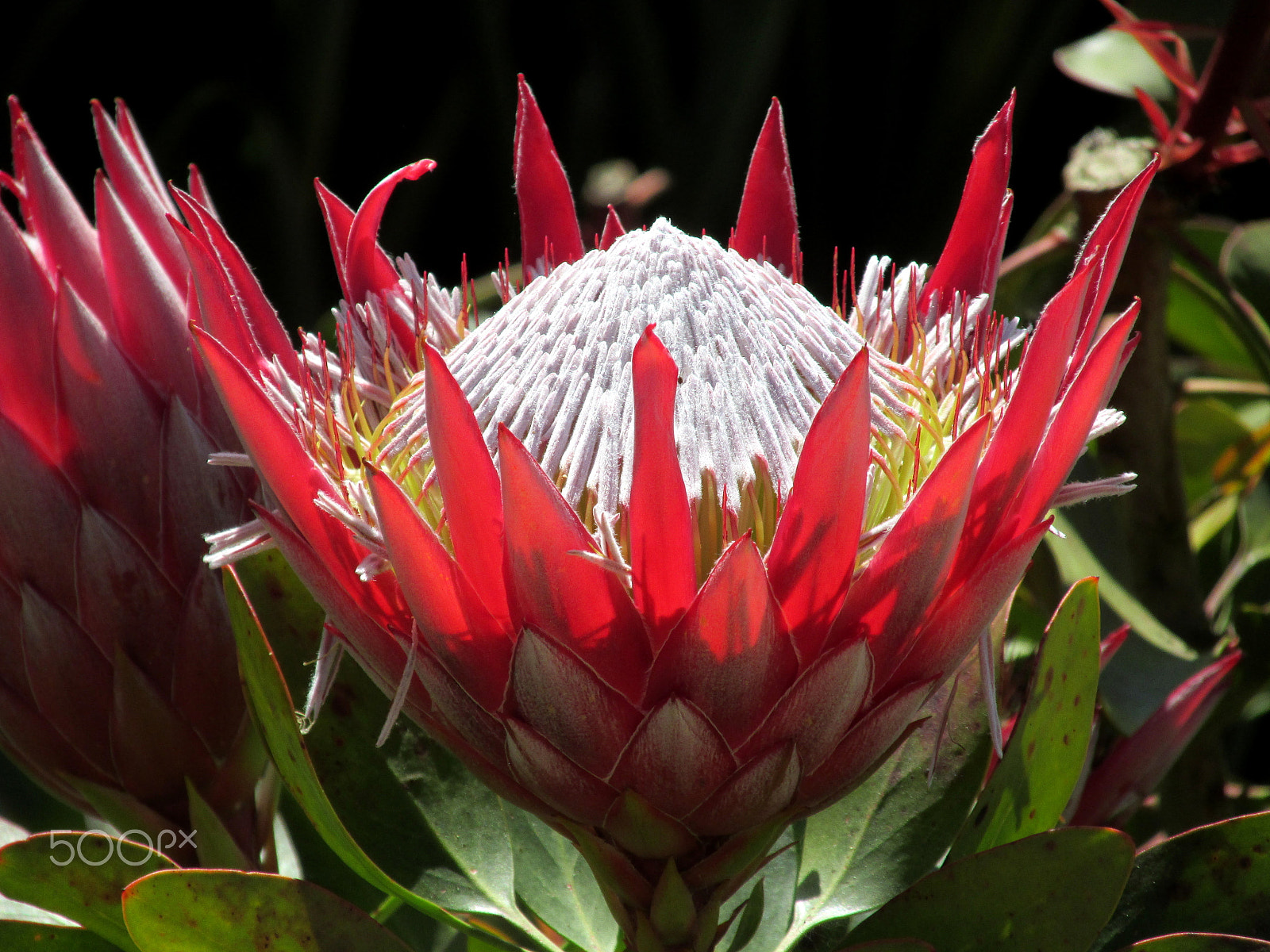 Canon PowerShot SX160 IS sample photo. Red flower - protea photography