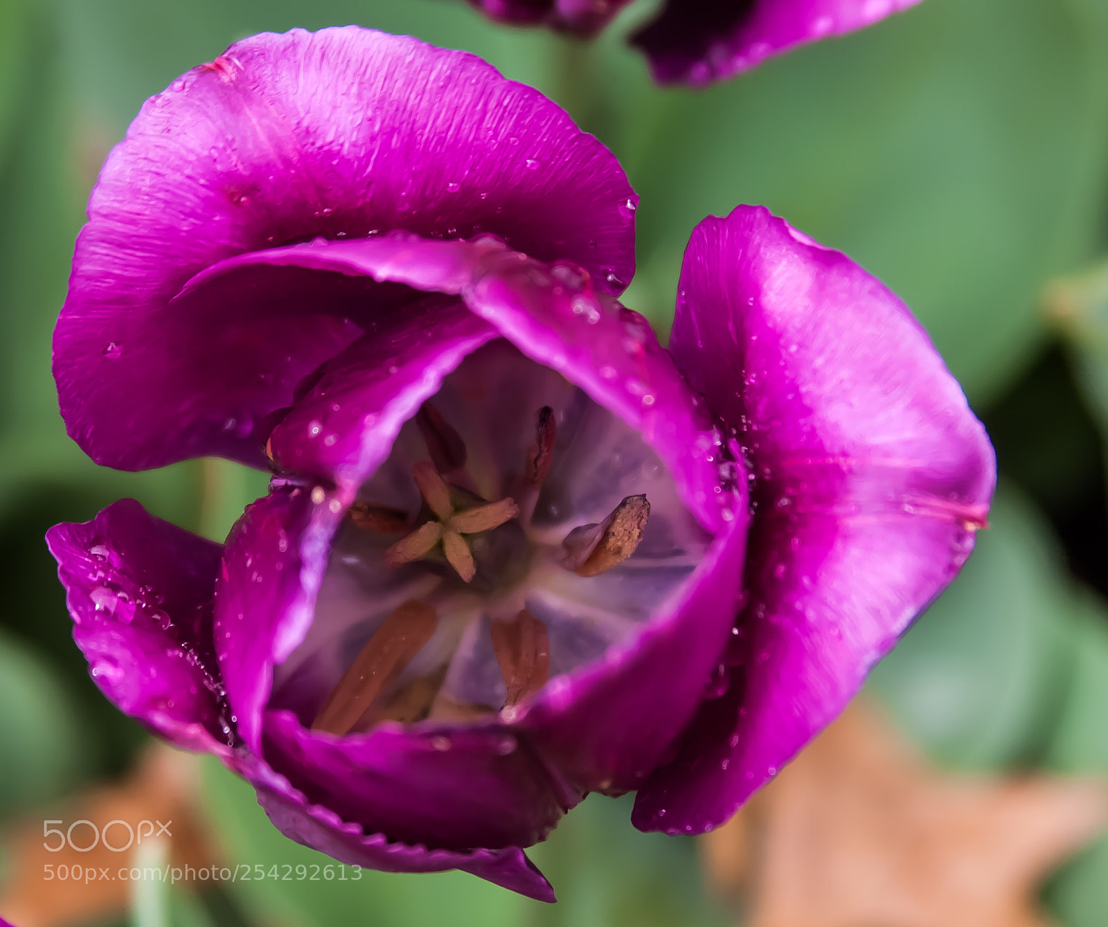 Canon EOS-1D Mark III sample photo. Untitled photography
