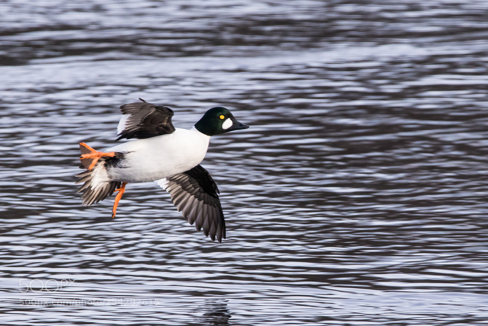 Canon EOS 80D sample photo. Common goldeneye (bucephala clangula) photography
