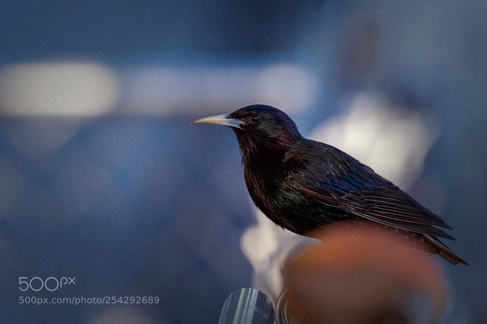 Nikon D500 sample photo. "starling black" photography