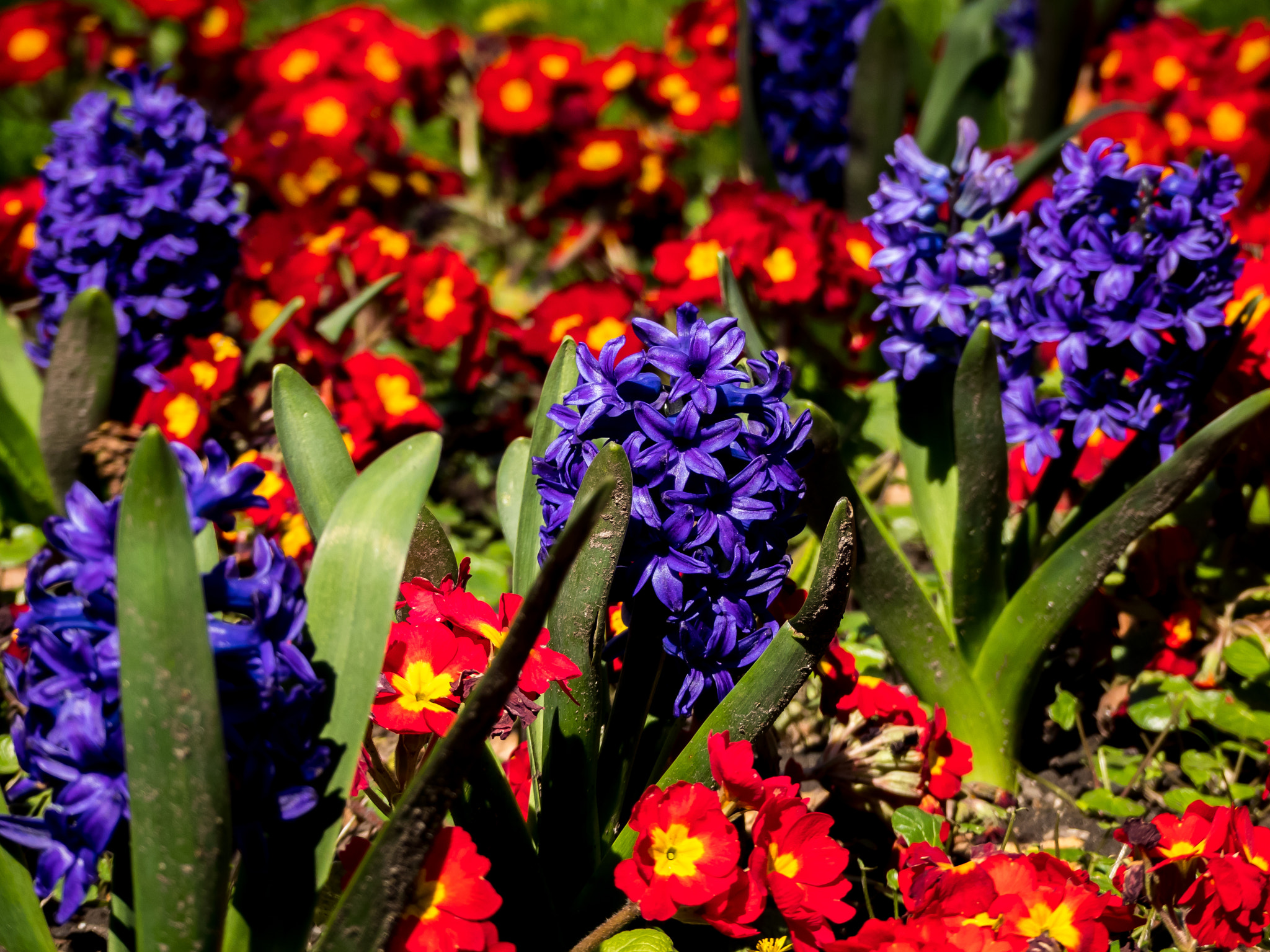 Panasonic DMC-FZ330 sample photo. In the flower bed photography