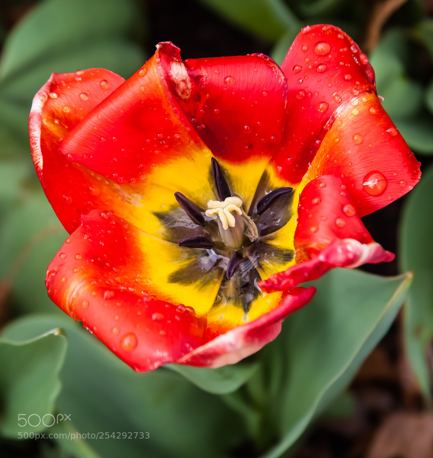 Canon EOS-1D Mark III sample photo. Untitled photography