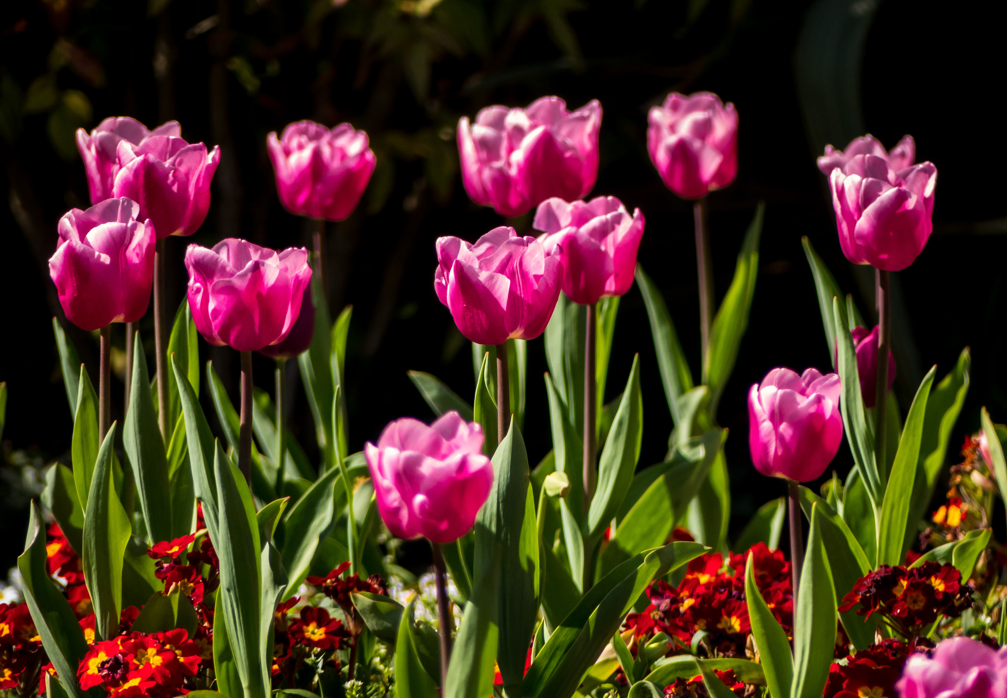 Panasonic DMC-FZ330 sample photo. Tulip sunlight photography